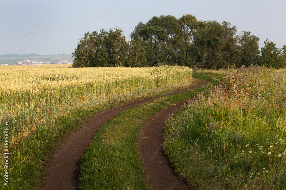 Wall mural country road running through a field of ripening wheat.