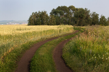 Fototapeta na wymiar Country road running through a field of ripening wheat.