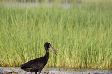African Openbill bird by the Chobe River in Botswana, Africa