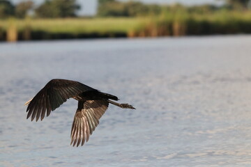 African Openbill bird by the Chobe River in Botswana, Africa