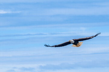 Bald Eagle (Haliaeetus leucocephalus) at Chowiet Island, Semidi Islands, Alaska, USA