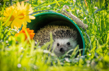 Four-toed Hedgehog (African pygmy hedgehog) - Atelerix albiventris funny summer picture