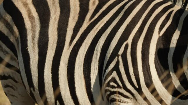 Plains Zebra Close up in South Africa