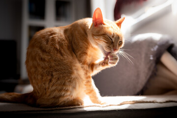 Gato atigrado de color marron iluminado por la luz de la venana, se lame la pata 