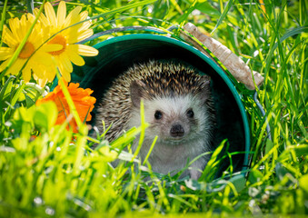 Four-toed Hedgehog (African pygmy hedgehog) - Atelerix albiventris funny summer picture