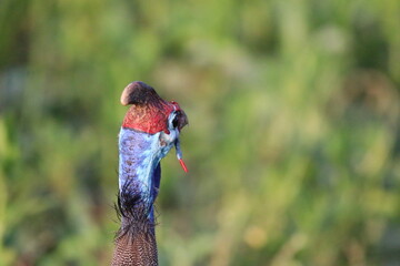 Bird watching by the Chobe River in Botswana