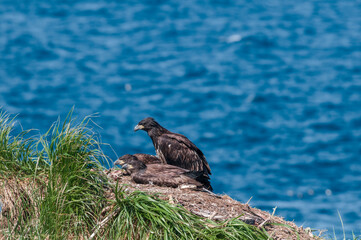Bald Eagle (Haliaeetus leucocephalus) chicks at nest. Chowiet Island, Semidi Islands, Alaska, USA
