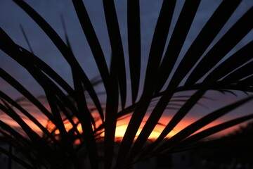 sunset in the city through a palm tree