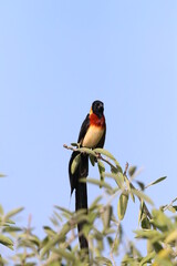 Long Tailed Paradise Whydah in the Chobe National Park in Botswana