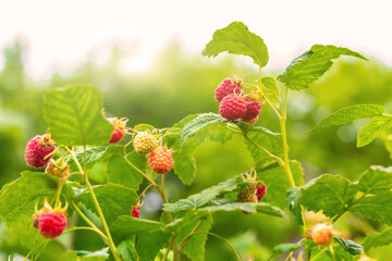 raspberries on a branch in the sun