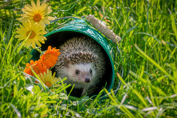 Four-toed Hedgehog (African pygmy hedgehog) - Atelerix albiventris funny summer picture