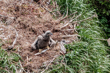Bald Eagle (Haliaeetus leucocephalus) chick at nest. Chowiet Island, Semidi Islands, Alaska, USA