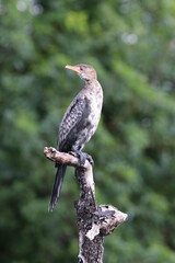 African Cormorants by the Chobe River in Botswana