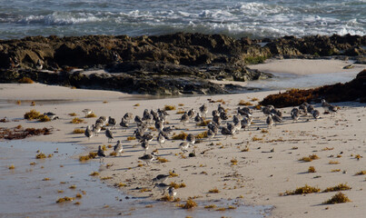 Fototapeta na wymiar Avian wildlife. Tropical birds. Flock of Calidris albga, also known as Sanderlings, in the beach sand. 