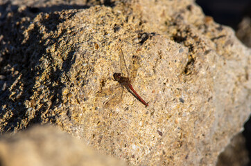A dragonfly sits on a stone on a spring evening at sunset.