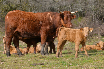 Vache Salers et le veau, Puy-de-Dôme en Auvergne-Rhône-Alpes, France