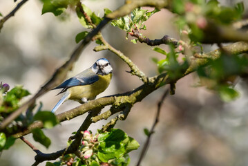 Fototapeta premium Blaumeise im Apfelbaum