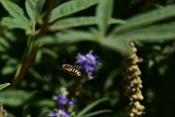 Una avispa volando