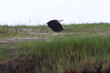 African Fish Eagle flying by the Chobe River in Botswana