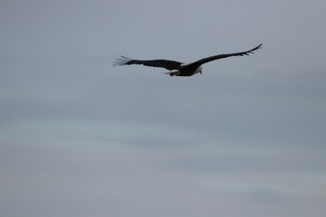 African Fish Eagle flying by the Chobe River in Botswana
