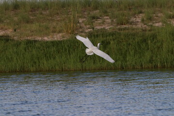 Great White Egret flying by the Chobe River in Botswana