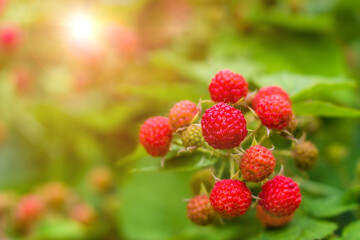 raspberries on a branch in the sun