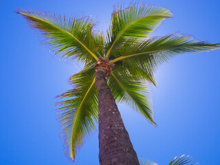 coconut tree in the blue sky