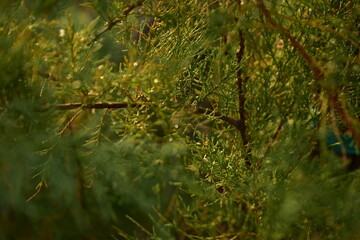green moss on a tree