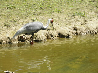 grey crowned crane
True antigone