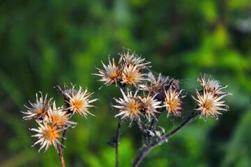 Dried wildflowers on a blurred natural background close-up.