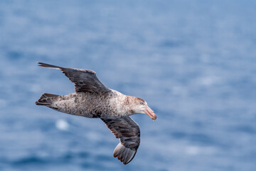 Northern Giant Petrel (Macronectes halli) in South Atlantic Ocean, Southern Ocean, Antarctica
