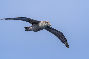 Northern Giant Petrel (Macronectes halli) in South Atlantic Ocean, Southern Ocean, Antarctica