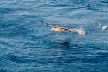 Obraz premium Northern Giant Petrel (Macronectes halli) in South Atlantic Ocean, Southern Ocean, Antarctica