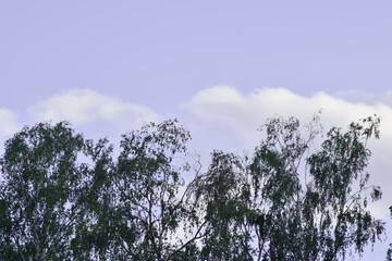 Cienkie gałęzie drzewa na tle błękitnego nieba.