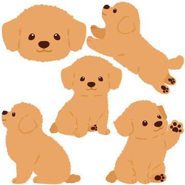 Flat colored Chihuahua Poodle Mix puppy illustrations set