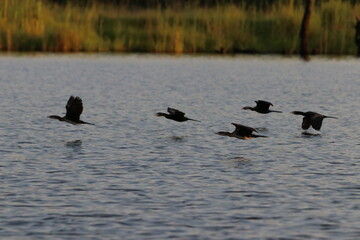 African Cormorants by the Chobe River in Botswana