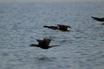 African Cormorants by the Chobe River in Botswana