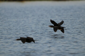African Cormorants by the Chobe River in Botswana