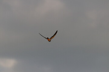 African Fish Eagle flying by the Chobe River in Botswana