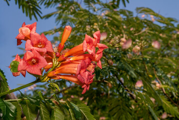 Trumpet Vine (Campsis radicans) in park, Crimea