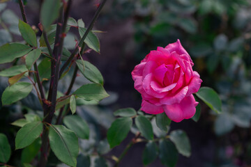 Gorgeous pink rose. Single English rose flower in the garden.