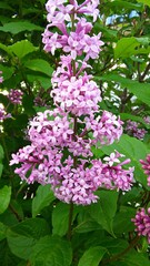 Summer flower on a summer day