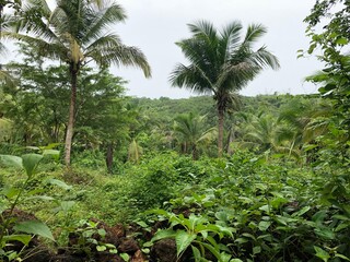 palm trees in the jungle