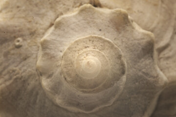 seashell on the beach