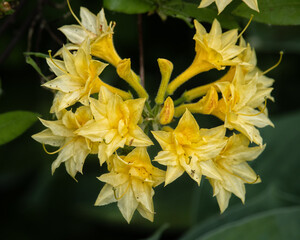 Obraz premium Yellow Rohoddendron Cluster