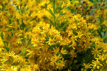 Flowering St John's wort Hypericum perforatum also known as Tipton's Weed, Chase-devil, or Klamath weed.