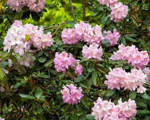 Pink Rhododendrons on a Bush