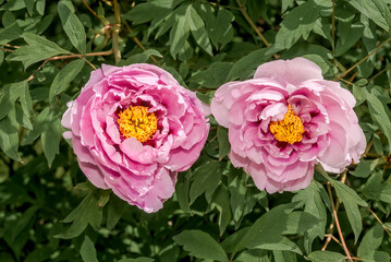 Moutan Tree Peony (Paeonia suffruticosa) in park