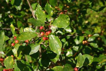 Bayas rojas de una planta en una huerta