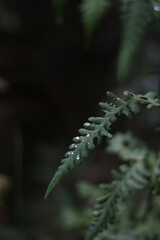 water drop on fern in the forest